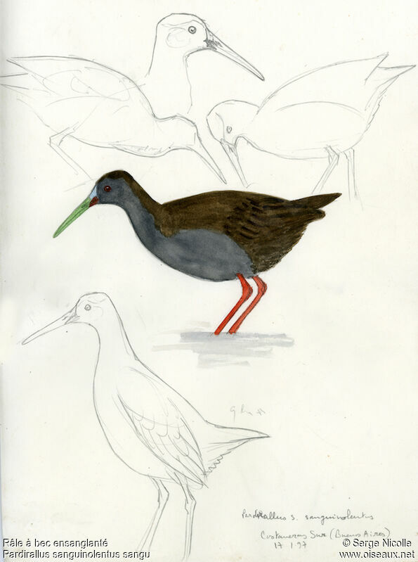 Plumbeous Rail, identification