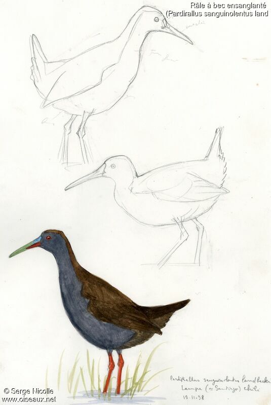 Plumbeous Rail, identification