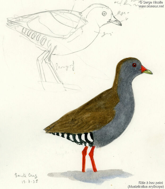 Paint-billed Crake, identification