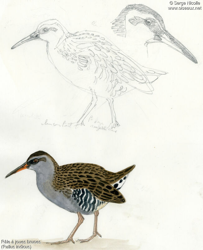 Brown-cheeked Rail, identification