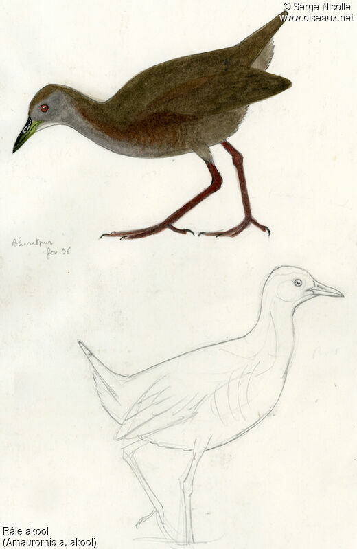 Brown Crake, identification