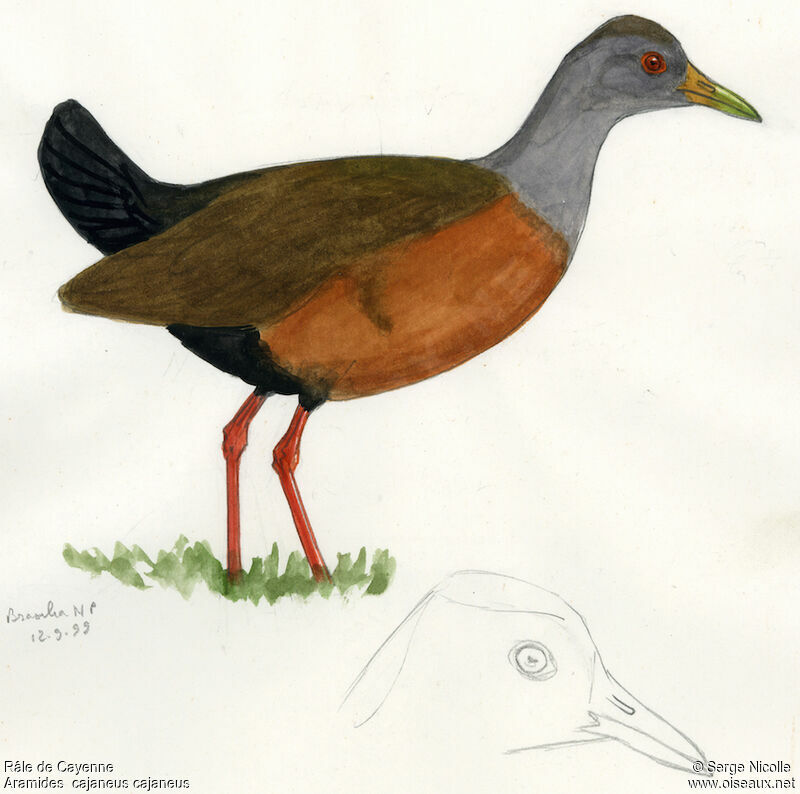 Grey-cowled Wood Rail, identification