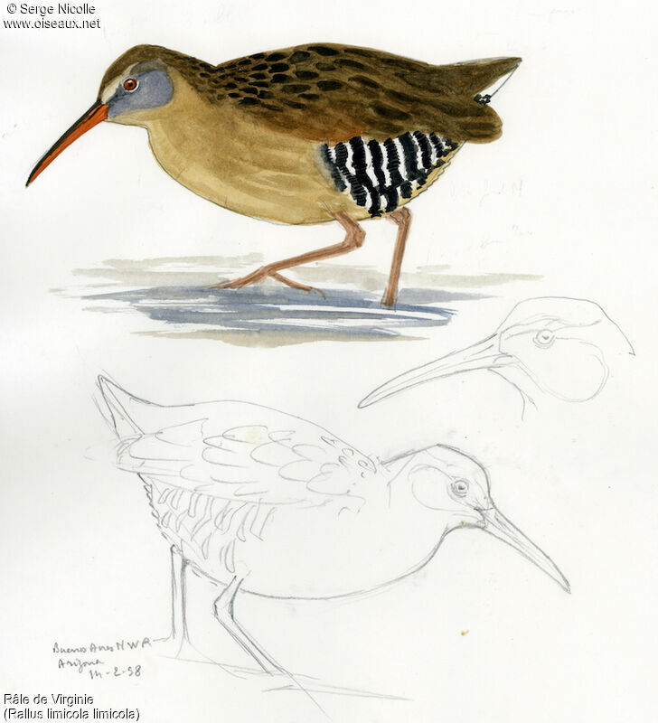 Virginia Rail, identification