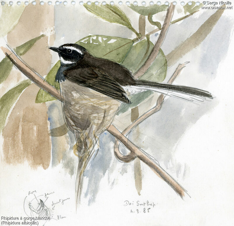 White-throated Fantail, identification