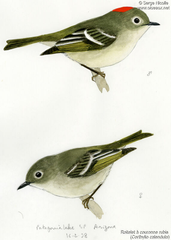 Ruby-crowned Kinglet , identification