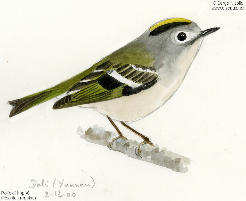 Goldcrest, identification