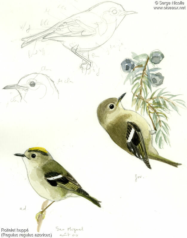 Goldcrest, identification