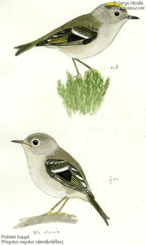 Goldcrest, identification