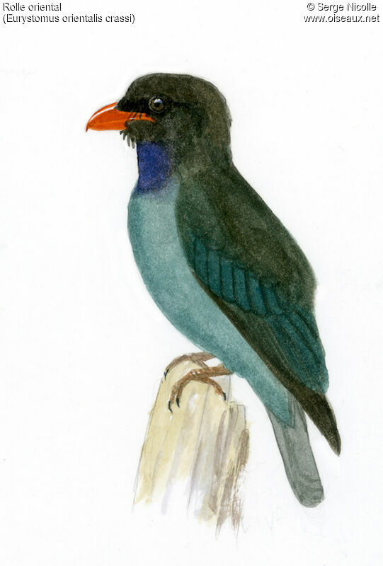 Oriental Dollarbird, identification