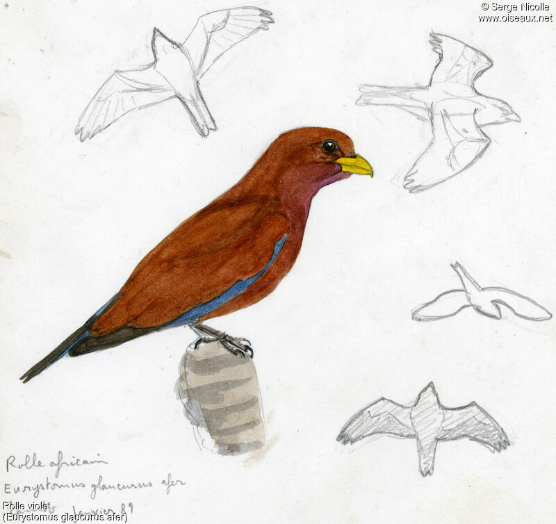 Broad-billed Roller, identification