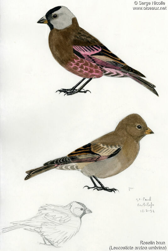 Roselin brun , identification