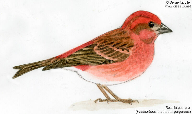 Purple Finch, identification