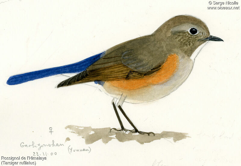 Himalayan Bluetail