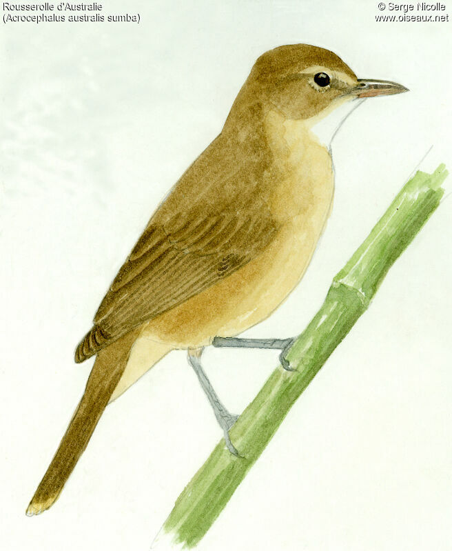 Australian Reed Warbler, identification