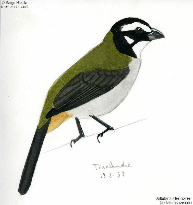 Black-winged Saltator, identification