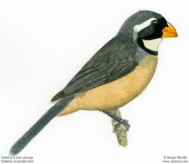 Golden-billed Saltator, identification