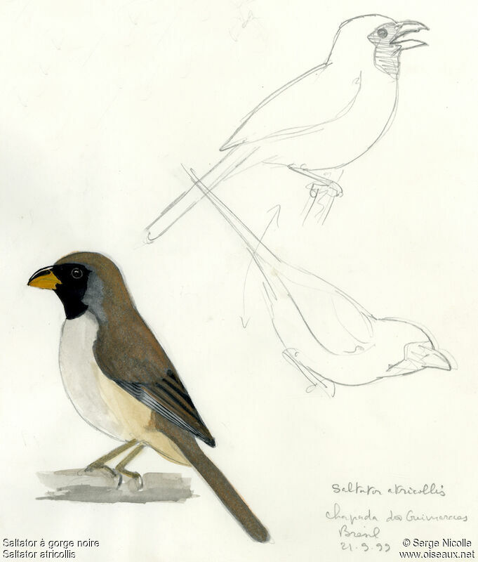 Black-throated Saltator, identification