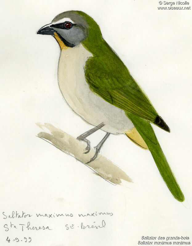 Buff-throated Saltator, identification