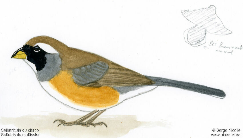 Many-colored Chaco Finch