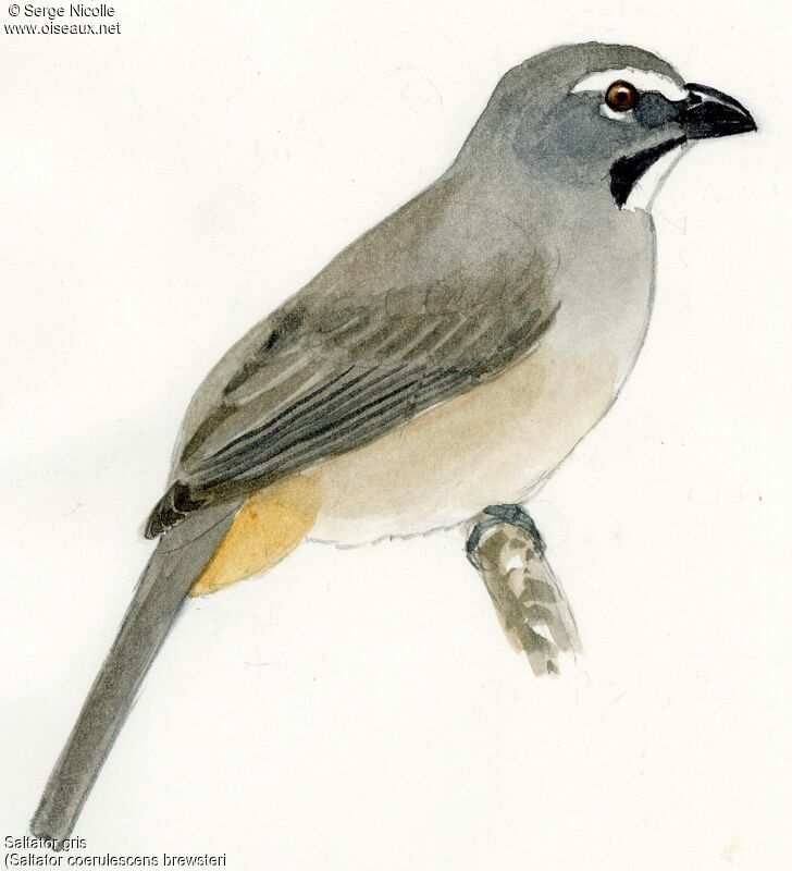 Bluish-grey Saltator, identification