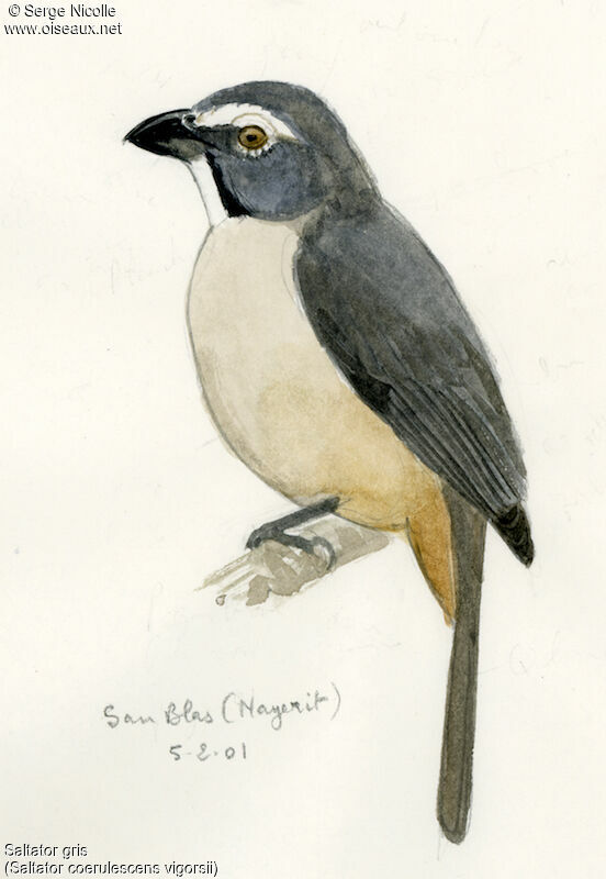 Bluish-grey Saltator, identification