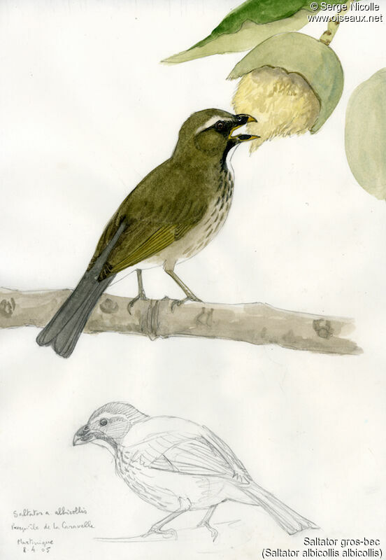 Lesser Antillean Saltator, identification