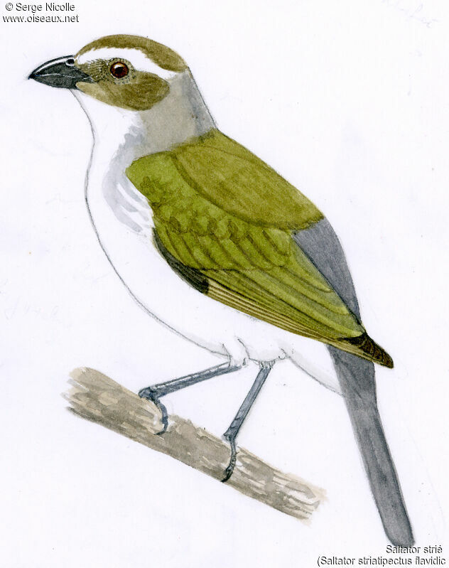 Saltator strié, identification