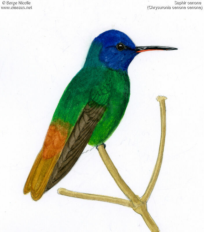 Golden-tailed Sapphire, identification