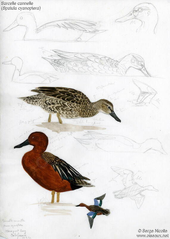 Cinnamon Teal , identification