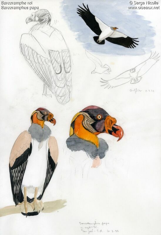 King Vulture, identification