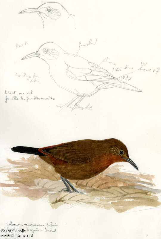 Tawny-throated Leaftosser, identification