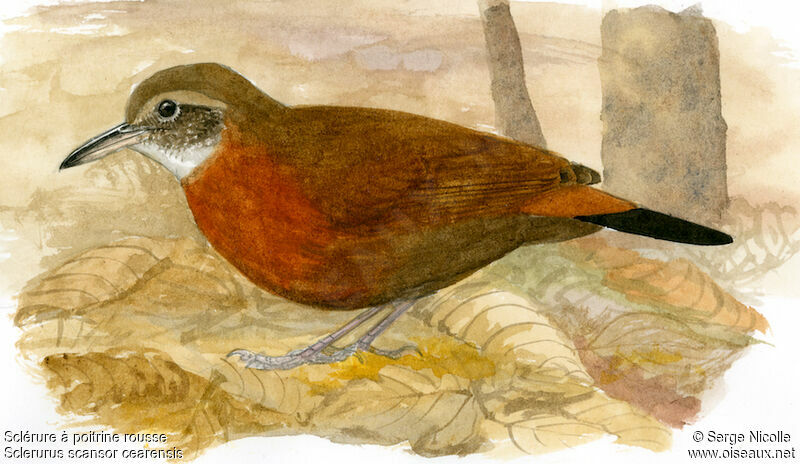 Rufous-breasted Leaftosser, identification