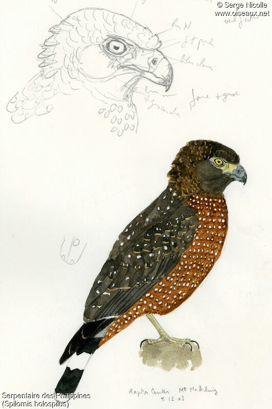 Philippine Serpent Eagle, identification