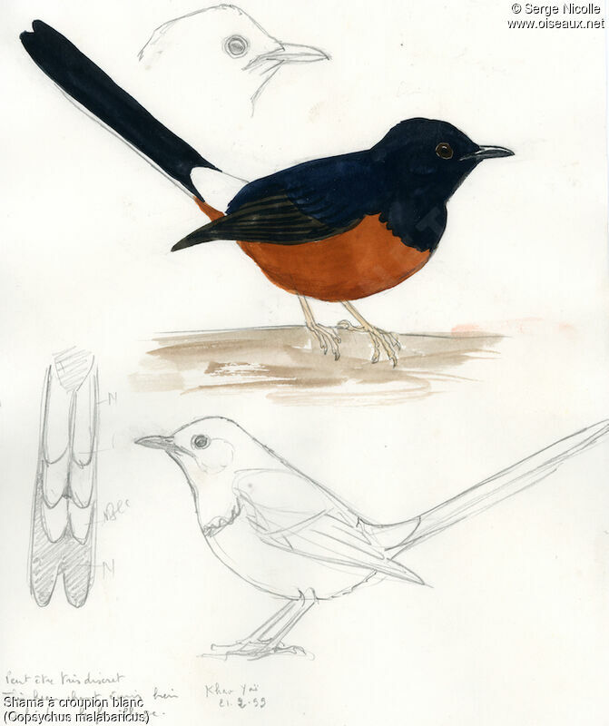 White-rumped Shama, identification