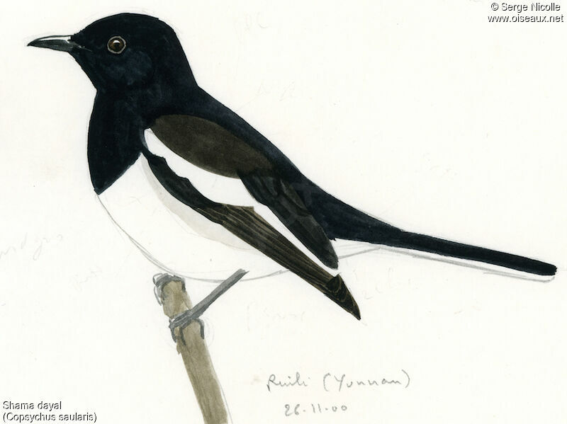 Oriental Magpie-Robin, identification