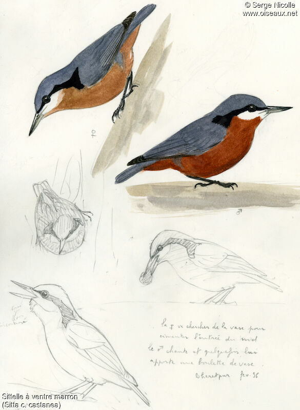 Indian Nuthatchadult, identification