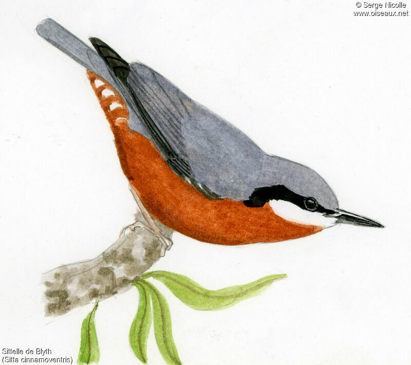 Chestnut-bellied Nuthatch, identification