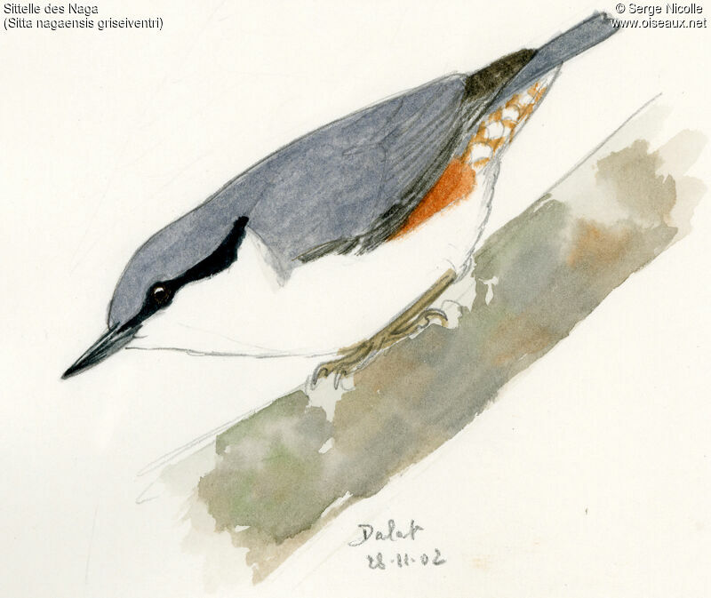 Chestnut-vented Nuthatch, identification