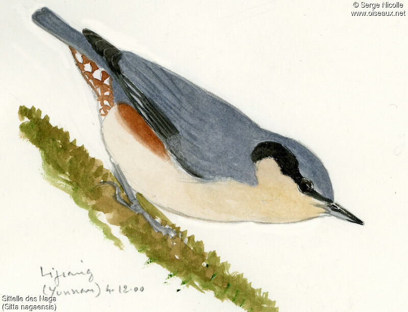 Chestnut-vented Nuthatch, identification