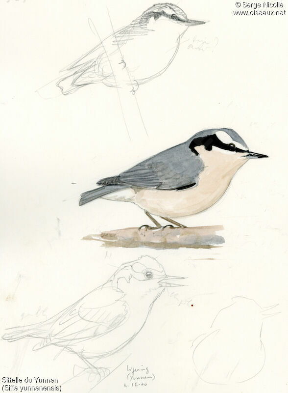 Yunnan Nuthatch, identification