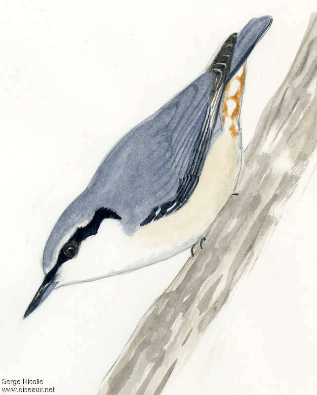 Eurasian Nuthatch, identification