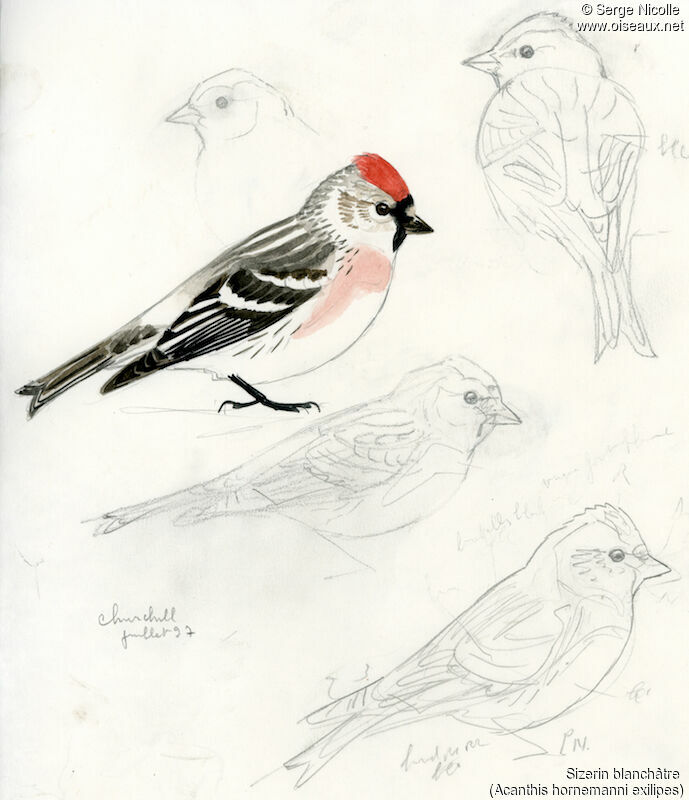 Redpoll (hornemanni), identification