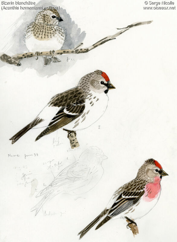 Arctic Redpoll , identification