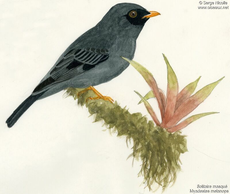 Black-faced Solitaire, identification