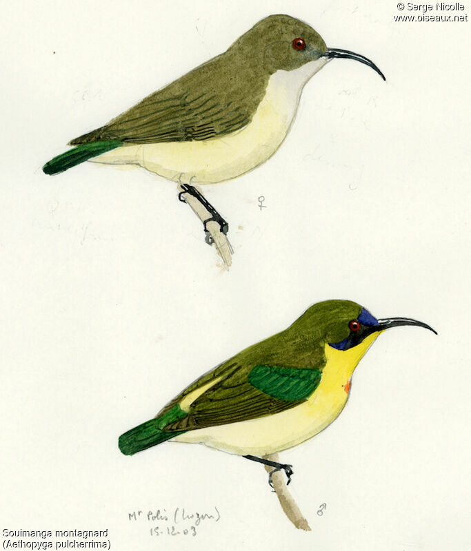 Souimanga montagnard, identification