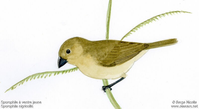 Yellow-bellied Seedeater female, identification