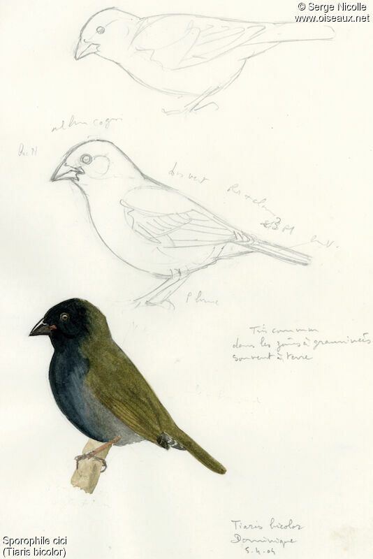 Black-faced Grassquit, identification