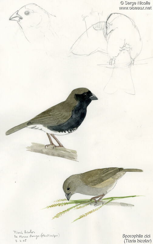 Black-faced Grassquit , identification