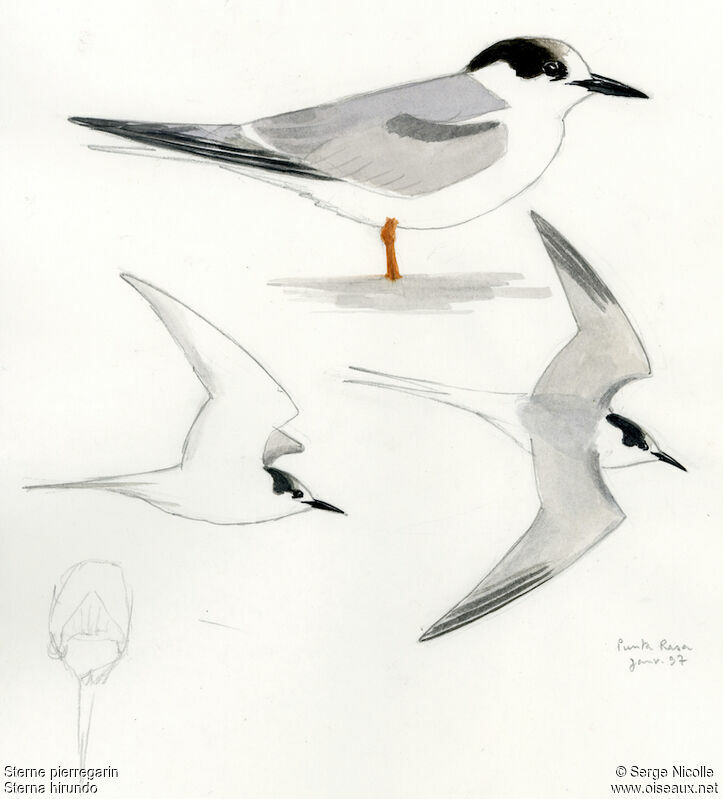 Common Tern, identification