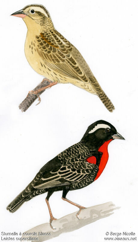 White-browed Meadowlark , identification